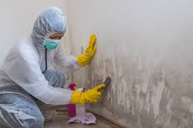 Best Environmental Consulting for Mold Prevention  in Seminole, FL